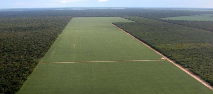 Los pueblos originarios del chaco salteño perdieron el 21% de la superficie que trabajaban