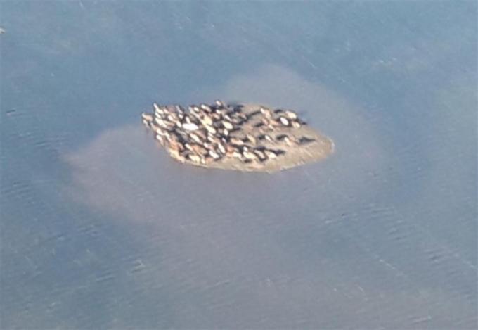 La gran inundación golpea al ganado en Corrientes