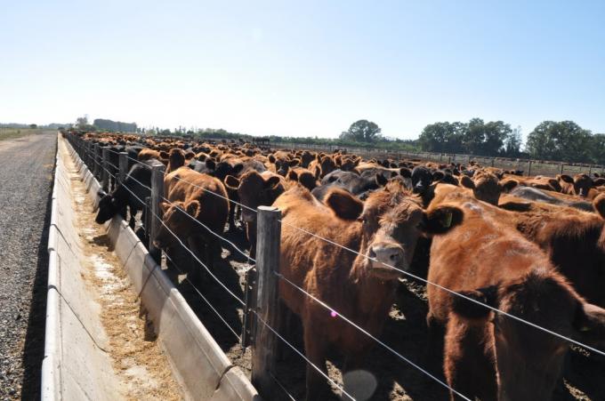 Administradores y veterinarios de feedlots son ahora solidariamente responsables de irregularidades productivas y administrativas