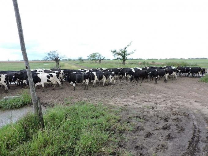 Concentración potenciada: sigue profundizándose el abismo económico entre tambos grandes y chicos