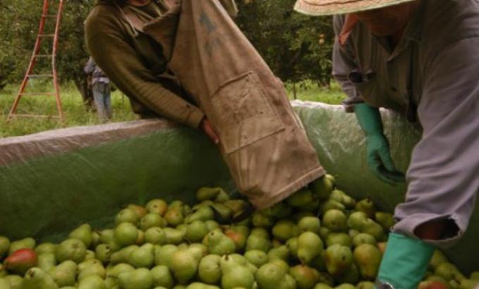 Agroindustria destinará $540 millones para la cadena frutícola del Alto Valle