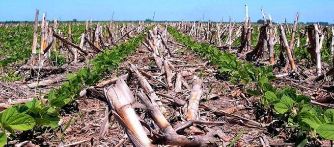 Argentina firmó un convenio para llevar la siembra directa a África