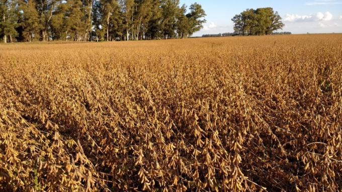 Cada vez más dependientes de la soja: es récord la participación del complejo oleaginoso en la matriz exportadora argentina