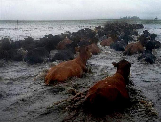 En Corrientes alertan que podrían morir hasta 120.000 vacas por las inundaciones