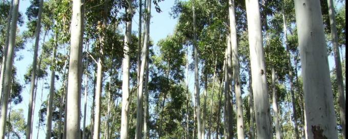 La política de promoción forestal fue un éxito en Chile, Uruguay y Brasil: pero fracasó en la Argentina