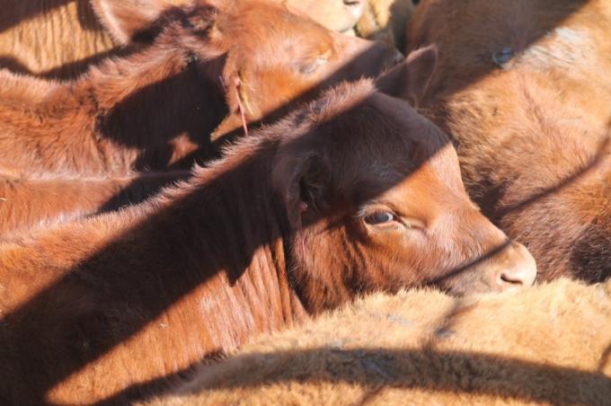 Lucha contra el “ternericidio”: subieron a 10.000 pesos el monto de la caución que debe pagarse para faenar un animal con menos de 300 kilos