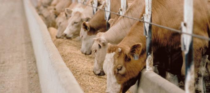 Establecen nuevos requisitos para establecimientos de engorde a corral