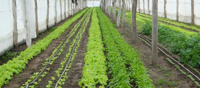 Aseguran que la Agricultura Familiar produce casi el 80% de los alimentos del mundo