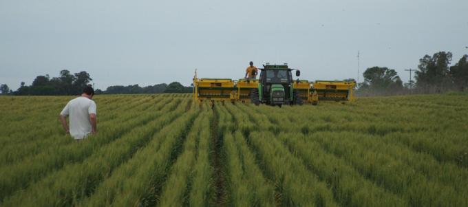 Trigo: pese a las lluvias y a las complicaciones en el suelo ya se sembró el 35% previsto