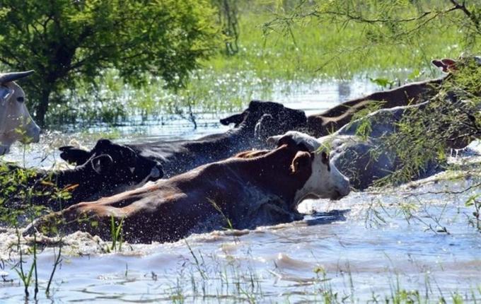 Se extiende a campos de Chaco y Formosa el drama de la inundación