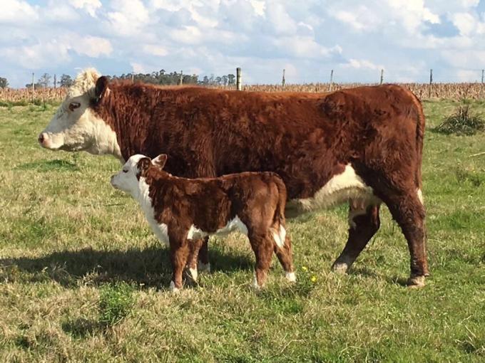 En mayo la participación de hembras en la faena llegó a 43,0%: “La retención de vientres ha llegado a su fin”