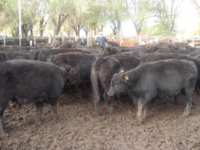El Senasa reforzará controles para evitar la propagación de garrapatas resistentes: podrán delegarse tareas en entes sanitarios