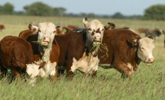 Subió 7% el costo de la cría de animales