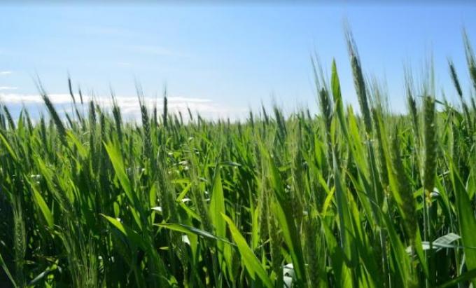 Números en rojo: rentabilidad del trigo se muestra poco atractiva
