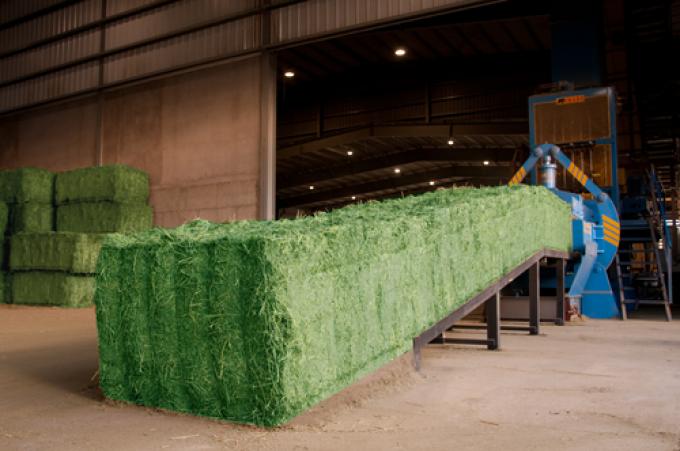 Exportaciones argentinas de fardos de alfalfa crecieron más de un 240%: el desafío es ganarle cuota de mercado a EE.UU.