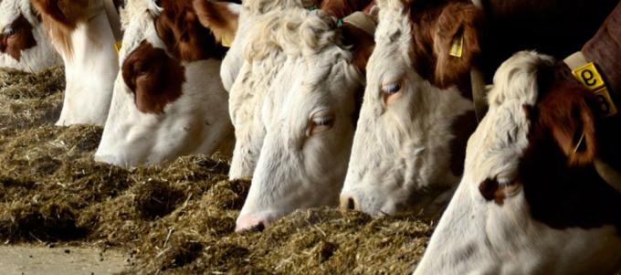 “No hay que apuntar a tener más vacas, sino a producir más por animal”