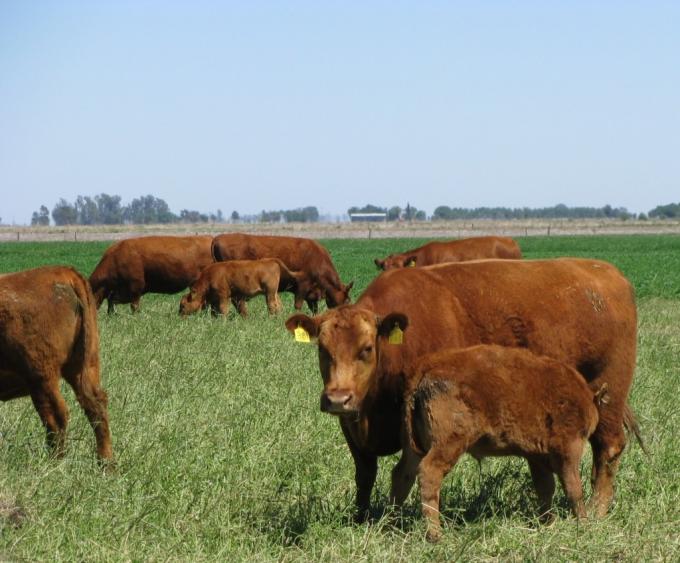“Hay un retraso en el valor de la carne porque apuntamos al mercado interno”