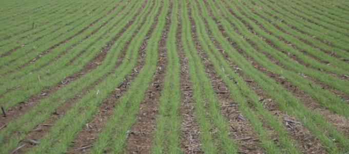 Por las lluvias excesivas está en riesgo el cumplimiento de la siembra programada de trigo 2017/18