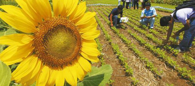 Proyectan un aumento del 6% en la siembra de girasol para el ciclo 2017/18