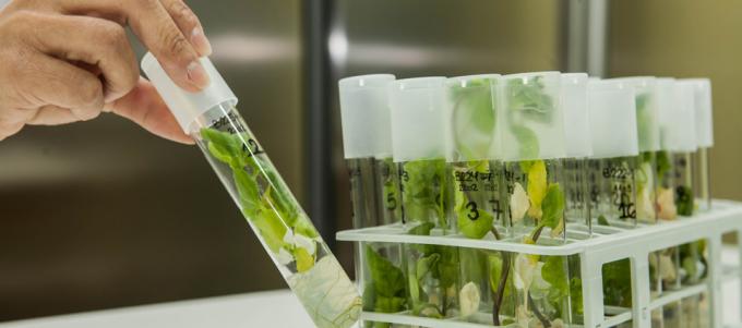 Tras cinco años, egresaron los primeros especialistas en Agrobiotecnología