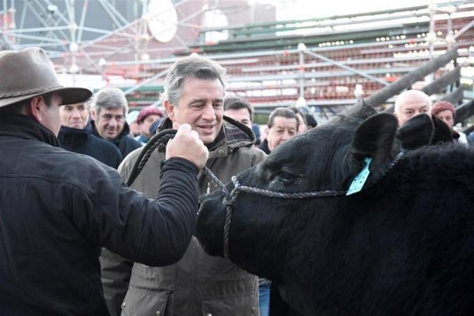 Comenzaron a entrar los animales en la Exposición Rural de Palermo