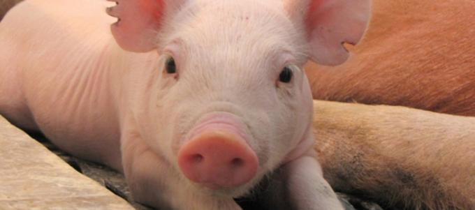 Alerta en Entre Ríos por un virus que circula en Uruguay y ataca a los cerdos