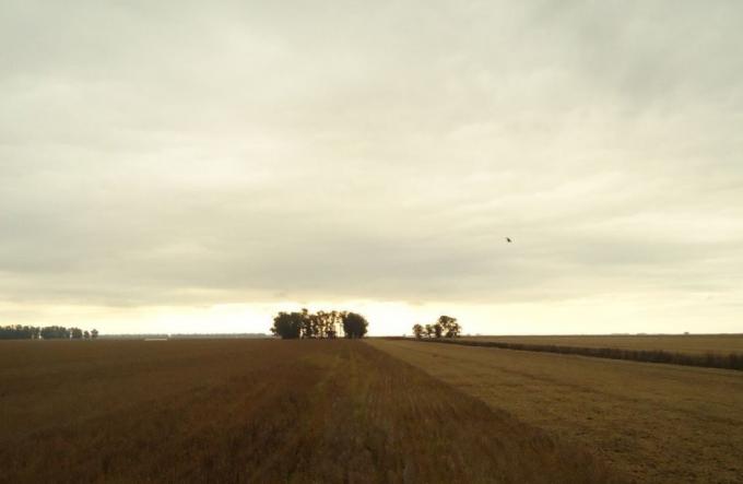 Nuevo Registro Fiscal de Tierras Rurales: Afip reforzará controles para evitar evasión en arrendamientos agrícolas