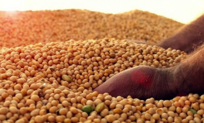 Calidad y brechas de rendimiento en soja: claves para explotar el potencial