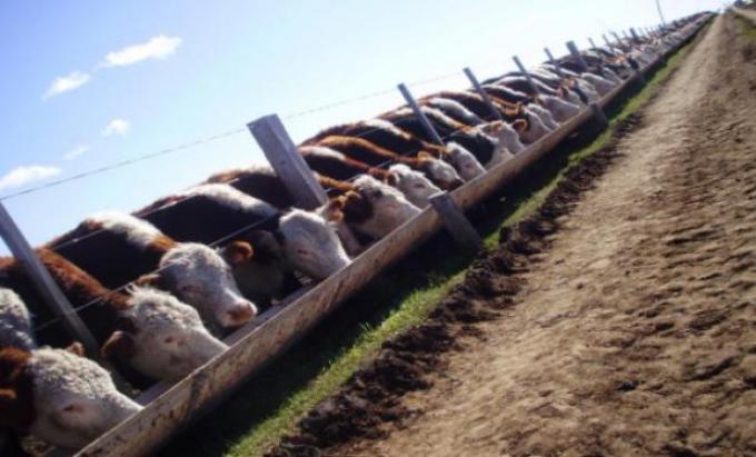 Ocupación de feedlots, en valores que no se registraban desde el 2011