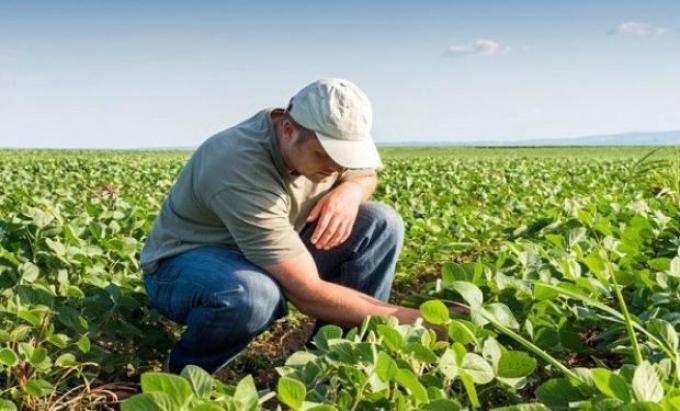 $11 mil millones requiere el productor entrerriano para sembrar 4 cultivos