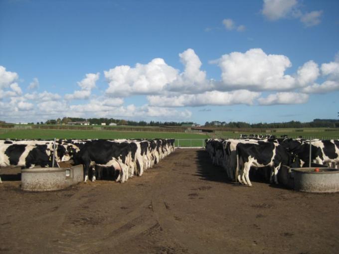 Con la mayor producción el valor de la leche medido en moneda maíz regresó a una relación de equilibrio