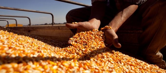 En Córdoba, los márgenes del maíz cayeron un 65% en la última campaña