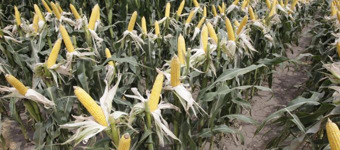 El Usda reportó buenas condiciones para los granos estadounidenses