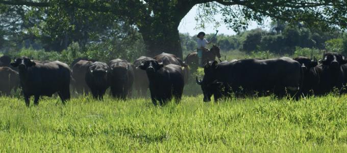 Buscan extender la producción de leche de búfala por fuera de la región pampeana