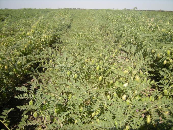 Golpe climático al garbanzo: dos heladas liquidaron parte de la cosecha prevista en un buen momento de precios