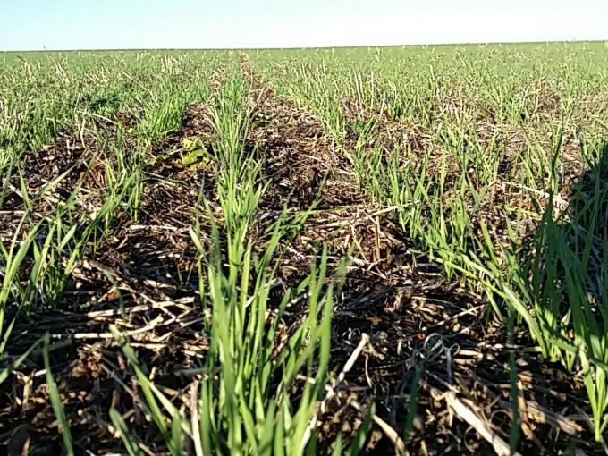 El trigo en la zona núcleo, con muy buen estado, pero amenazado por las enfermedades