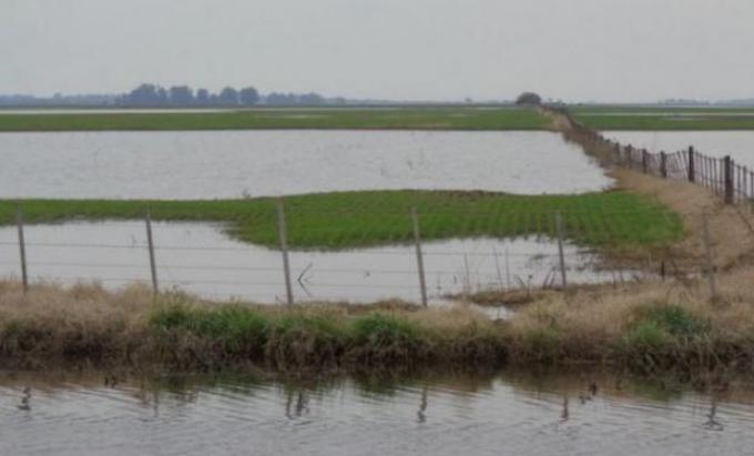 Trigo: complicaciones varias tras las fuertes lluvias