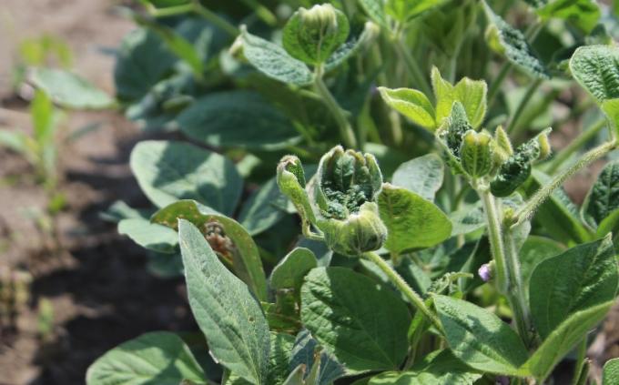 Presentan en EE.UU. una demanda judicial contra elaboradores de Dicamba: “Parece que están utilizando la amenaza de daño para eliminar a su competencia”