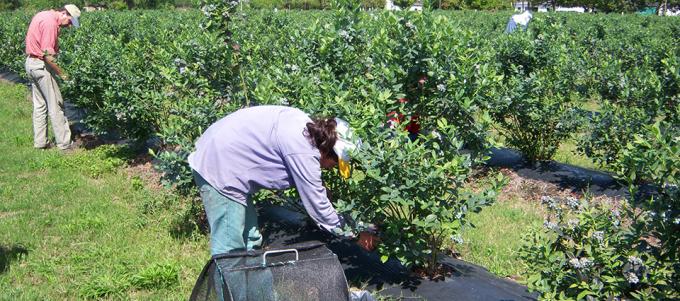Productores de arándanos de la Mesopotamia reclaman su aeropuerto de cargas