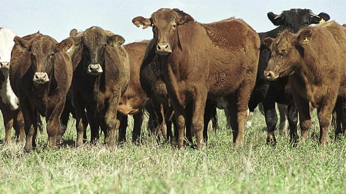 Optimismo por la producción de carne en el Noa