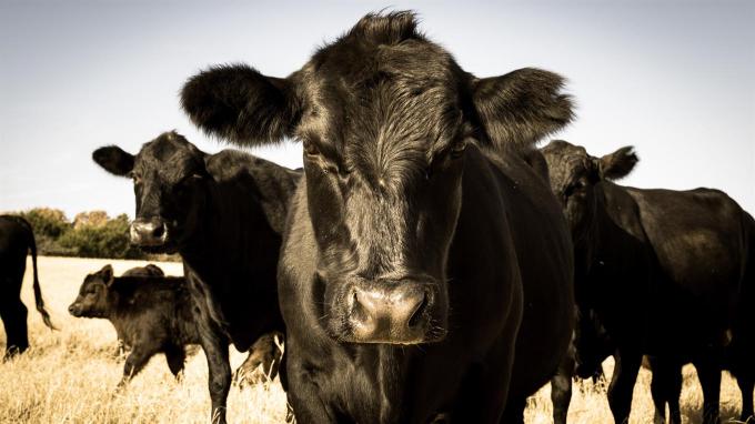 Ganaderos que produzcan grano para autoconsumo también deberán inscribirse en el Registro de Tierras Rurales: tienen apenas un mes para cumplir
