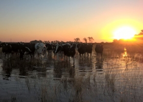 Trigo: hay 285.000 hectáreas afectadas por las lluvias en la región pampeana