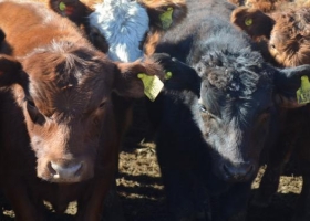 De Angeli propone crear créditos a valor producto para la ganadería 