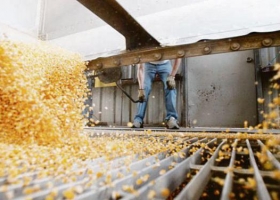 Industrialización de maíz alcanzó récord de 3,65 millones de toneladas