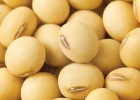 Avanza la posibilidad de igualar el IVA cereal con el IVA semilla