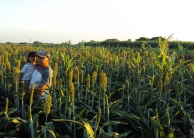 En Entre Ríos un productor necesita 4,6 kg/ha para cubrir los costos en sorgo