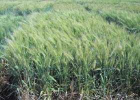 Mejoramiento genético: presentan nuevas variedades de trigo pan