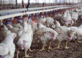 Avicultores afirman que cobran el kilo de pollo un 32% por debajo del costo de producción