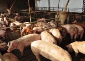 Avanza el Plan de Agroindustria para pequeños productores porcinos