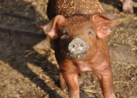 Modifican el ADN de los chanchos y logran carne de cerdo con menos grasa